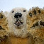 still-from-earth-the-feat-001 courtesy DisneyNature