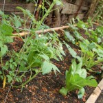 garden-box-1