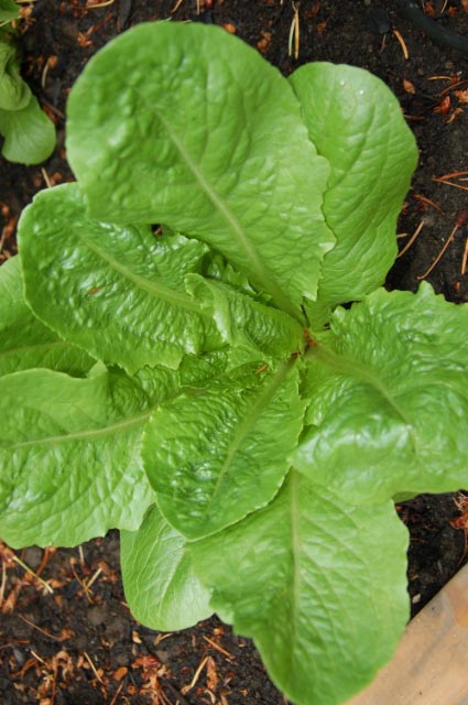 lettuce-1